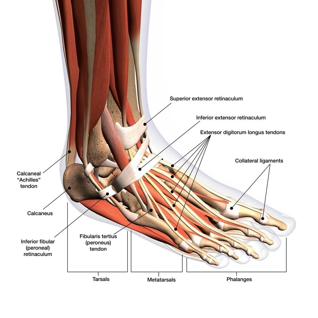 Picture of tendons in the foot and ankle 